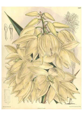 Reproducción/Reproduction 35974298175: Curtis's botanical magazine.. London ; New York [etc.] :Academic Press [etc.]