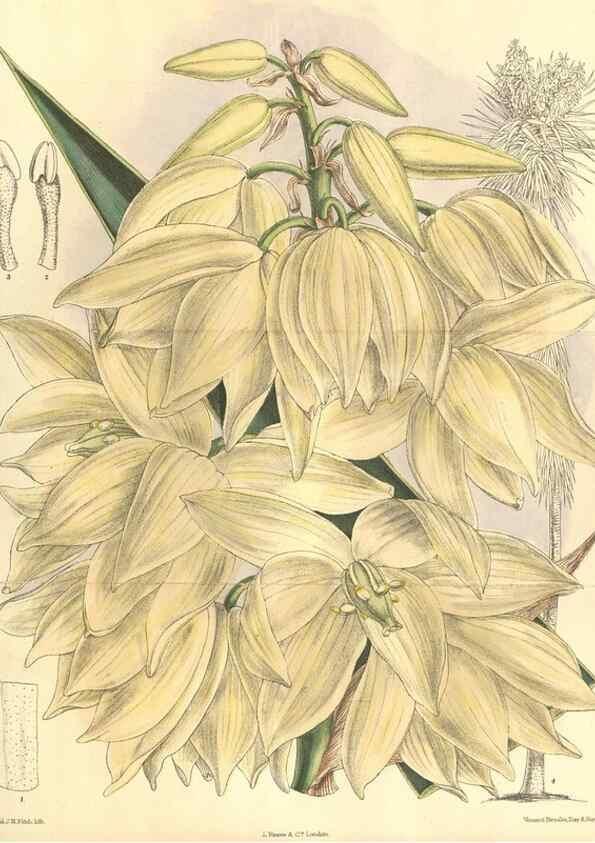 Reproducción/Reproduction 35974298175: Curtis's botanical magazine.. London ; New York [etc.] :Academic Press [etc.]