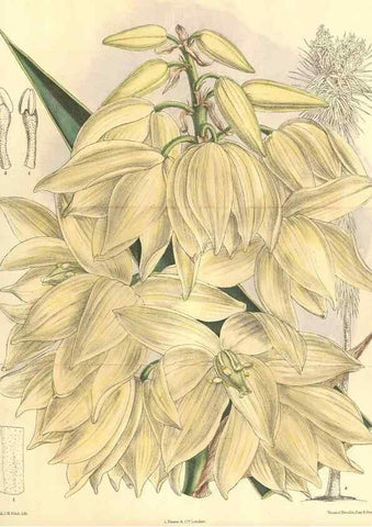Reproducción/Reproduction 35974298175: Curtis's botanical magazine.. London ; New York [etc.] :Academic Press [etc.]