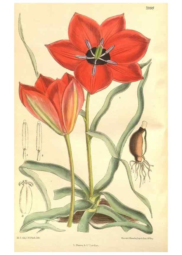 Reproducción/Reproduction 35134315894: Curtis's botanical magazine.. London ; New York [etc.] :Academic Press [etc.]