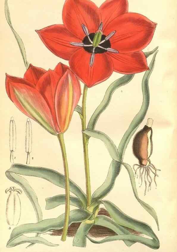 Reproducción/Reproduction 35134315894: Curtis's botanical magazine.. London ; New York [etc.] :Academic Press [etc.]