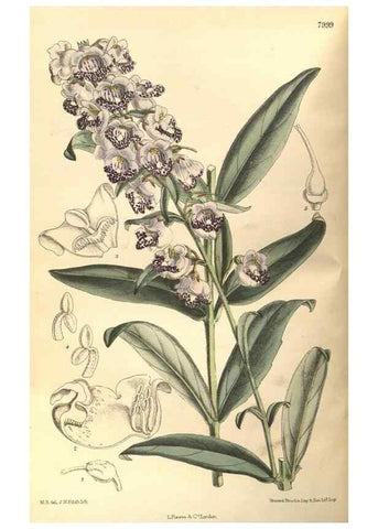 Reproducción/Reproduction 35134317314: Curtis's botanical magazine.. London ; New York [etc.] :Academic Press [etc.]