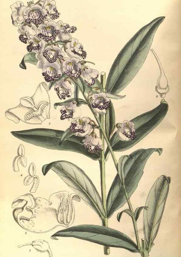 Reproducción/Reproduction 35134317314: Curtis's botanical magazine.. London ; New York [etc.] :Academic Press [etc.]