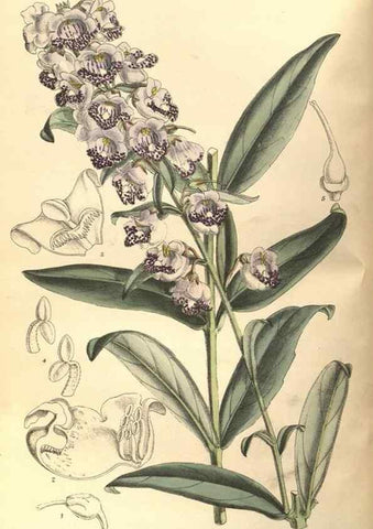 Reproducción/Reproduction 35134317314: Curtis's botanical magazine.. London ; New York [etc.] :Academic Press [etc.]