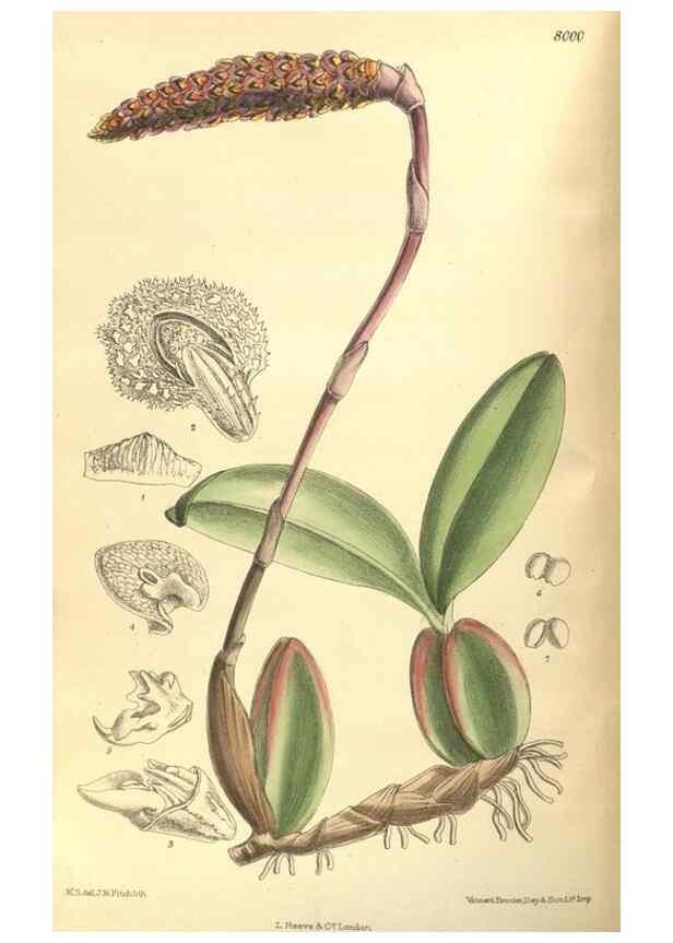 Reproducción/Reproduction 35974300265: Curtis's botanical magazine.. London ; New York [etc.] :Academic Press [etc.]
