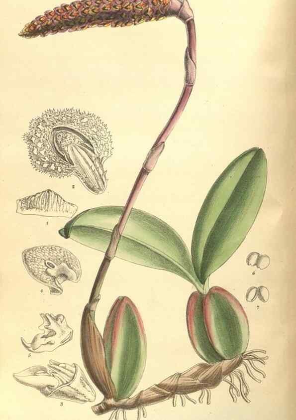 Reproducción/Reproduction 35974300265: Curtis's botanical magazine.. London ; New York [etc.] :Academic Press [etc.]