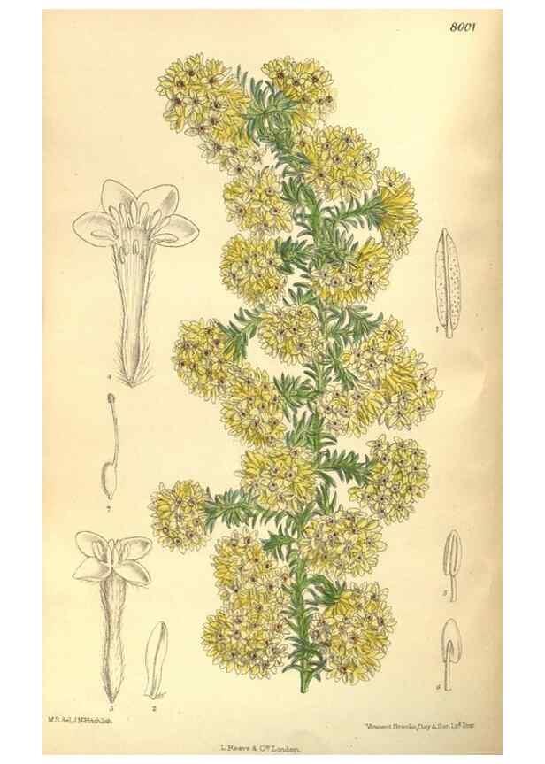 Reproducción/Reproduction 35974300795: Curtis's botanical magazine.. London ; New York [etc.] :Academic Press [etc.]