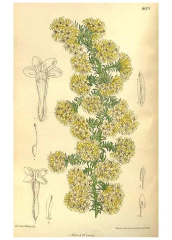 Reproducción/Reproduction 35974300795: Curtis's botanical magazine.. London ; New York [etc.] :Academic Press [etc.]