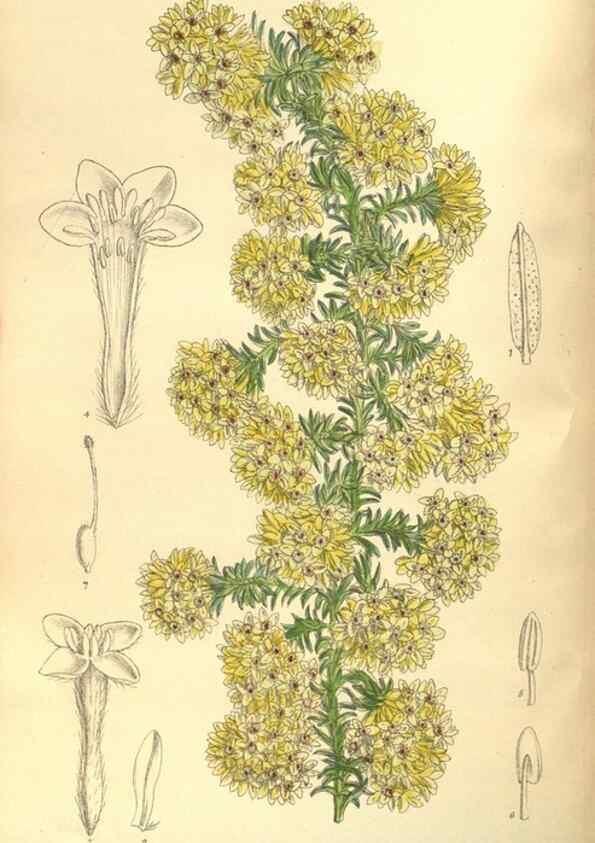 Reproducción/Reproduction 35974300795: Curtis's botanical magazine.. London ; New York [etc.] :Academic Press [etc.]