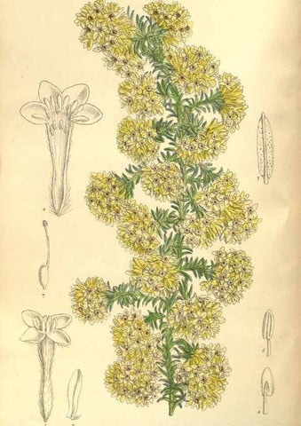 Reproducción/Reproduction 35974300795: Curtis's botanical magazine.. London ; New York [etc.] :Academic Press [etc.]