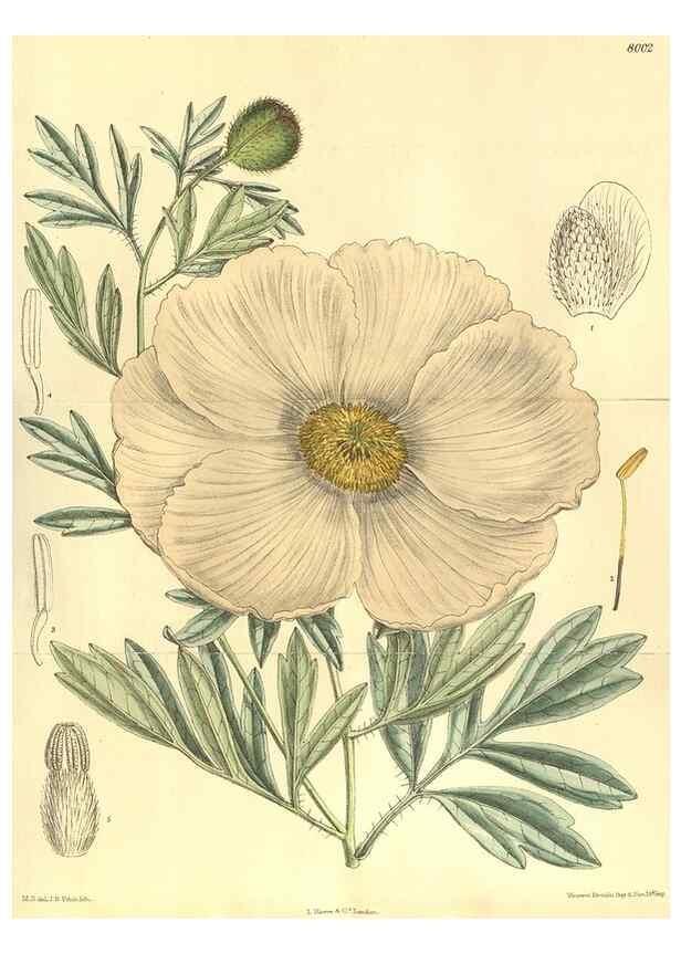 Reproducción/Reproduction 35803459962: Curtis's botanical magazine.. London ; New York [etc.] :Academic Press [etc.]