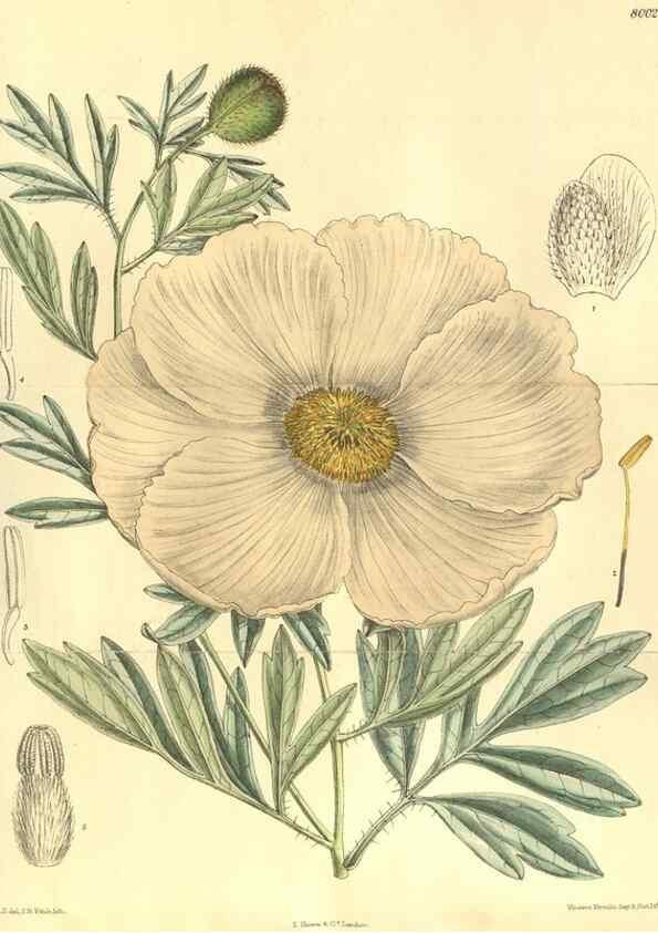 Reproducción/Reproduction 35803459962: Curtis's botanical magazine.. London ; New York [etc.] :Academic Press [etc.]