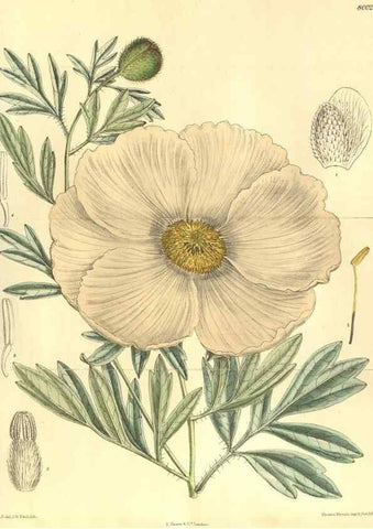 Reproducción/Reproduction 35803459962: Curtis's botanical magazine.. London ; New York [etc.] :Academic Press [etc.]
