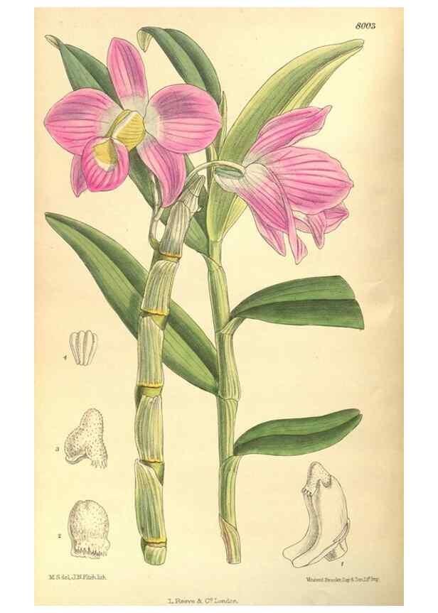 Reproducción/Reproduction 35974303205: Curtis's botanical magazine.. London ; New York [etc.] :Academic Press [etc.]
