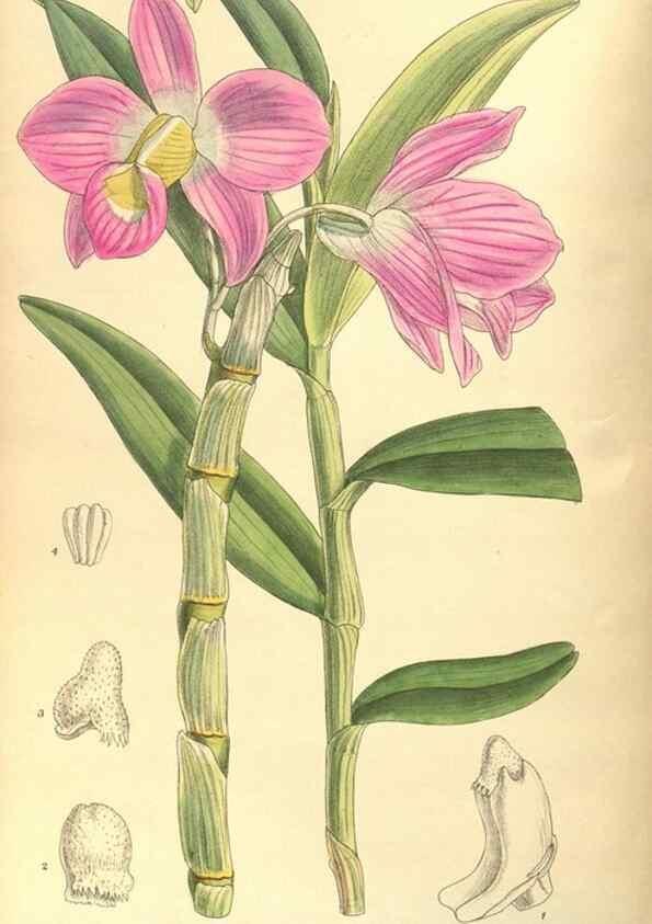 Reproducción/Reproduction 35974303205: Curtis's botanical magazine.. London ; New York [etc.] :Academic Press [etc.]