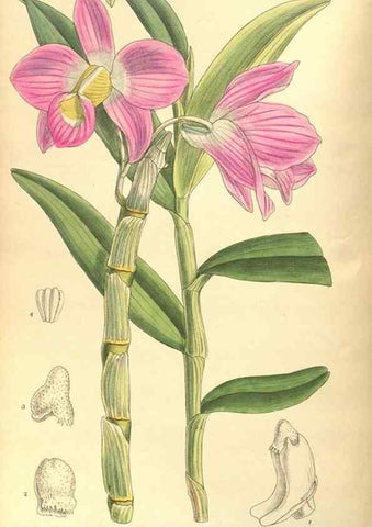 Reproducción/Reproduction 35974303205: Curtis's botanical magazine.. London ; New York [etc.] :Academic Press [etc.]