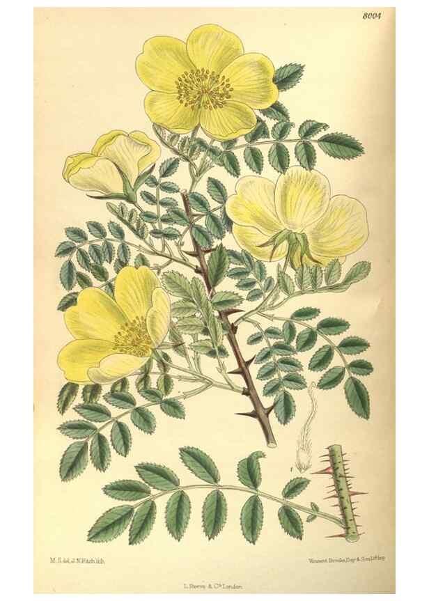 Reproducción/Reproduction 35974304395: Curtis's botanical magazine.. London ; New York [etc.] :Academic Press [etc.]