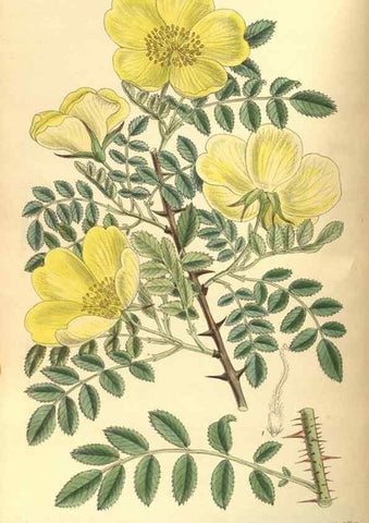 Reproducción/Reproduction 35974304395: Curtis's botanical magazine.. London ; New York [etc.] :Academic Press [etc.]