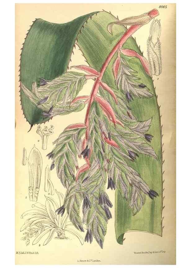 Reproducción/Reproduction 35974305435: Curtis's botanical magazine.. London ; New York [etc.] :Academic Press [etc.]