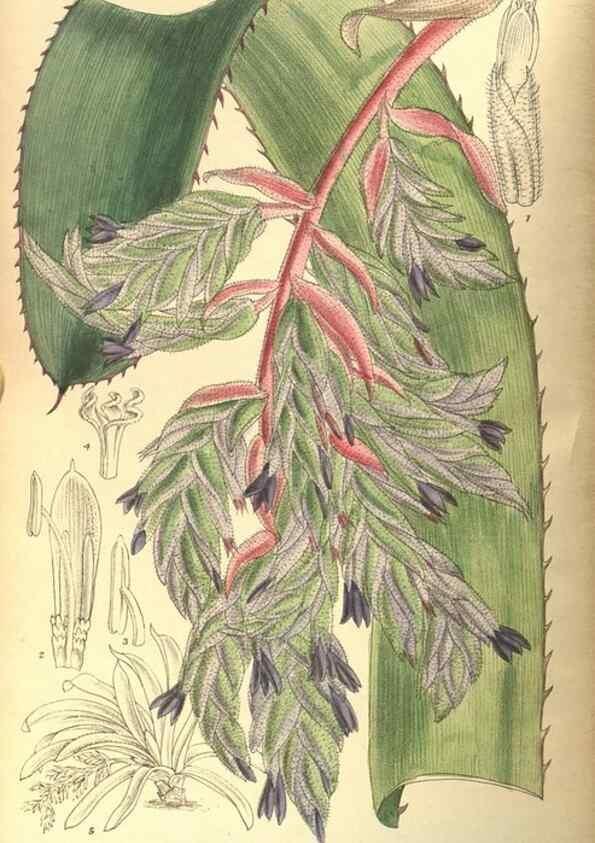 Reproducción/Reproduction 35974305435: Curtis's botanical magazine.. London ; New York [etc.] :Academic Press [etc.]