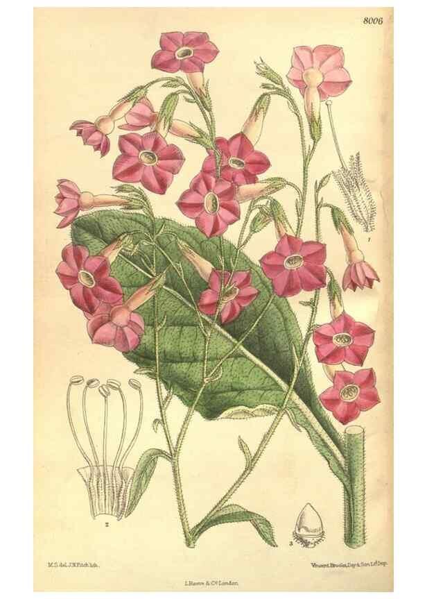 Reproducción/Reproduction 35164157573: Curtis's botanical magazine.. London ; New York [etc.] :Academic Press [etc.]