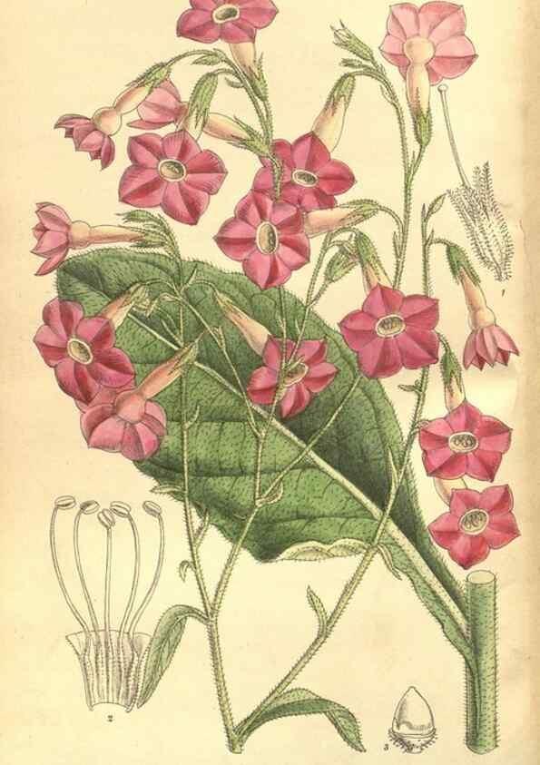 Reproducción/Reproduction 35164157573: Curtis's botanical magazine.. London ; New York [etc.] :Academic Press [etc.]