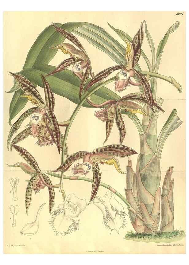 Reproducción/Reproduction 35164158543: Curtis's botanical magazine.. London ; New York [etc.] :Academic Press [etc.]