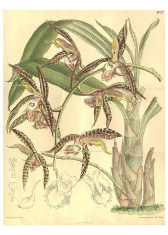Reproducción/Reproduction 35164158543: Curtis's botanical magazine.. London ; New York [etc.] :Academic Press [etc.]