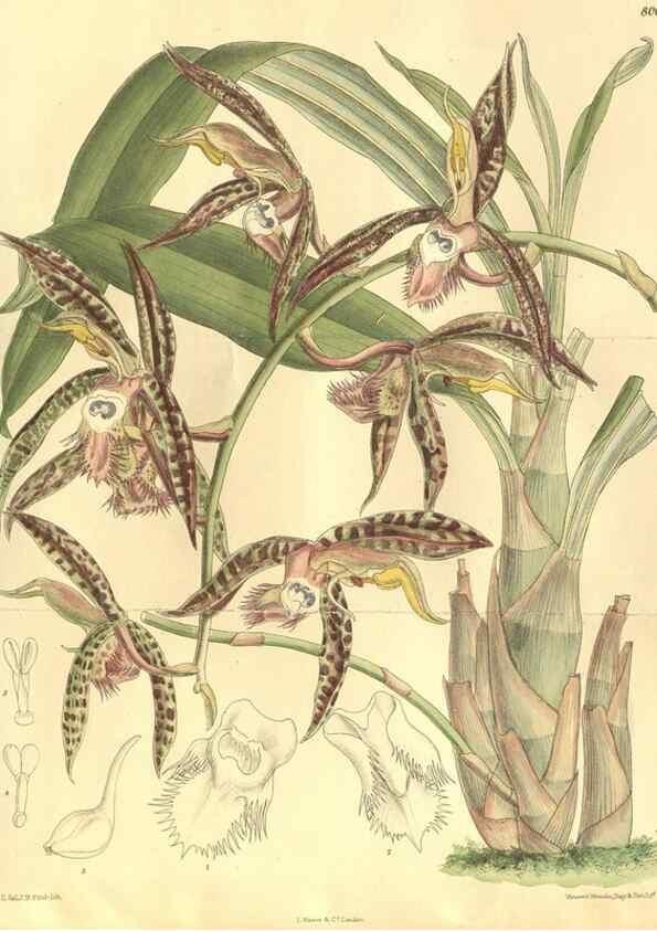 Reproducción/Reproduction 35164158543: Curtis's botanical magazine.. London ; New York [etc.] :Academic Press [etc.]