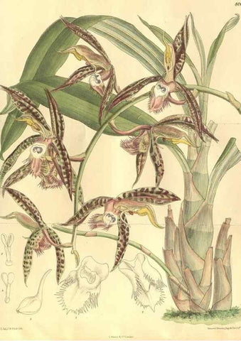 Reproducción/Reproduction 35164158543: Curtis's botanical magazine.. London ; New York [etc.] :Academic Press [etc.]
