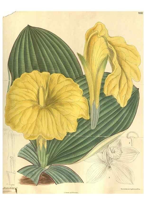 Reproducción/Reproduction 35134305004: Curtis's botanical magazine.. London ; New York [etc.] :Academic Press [etc.]