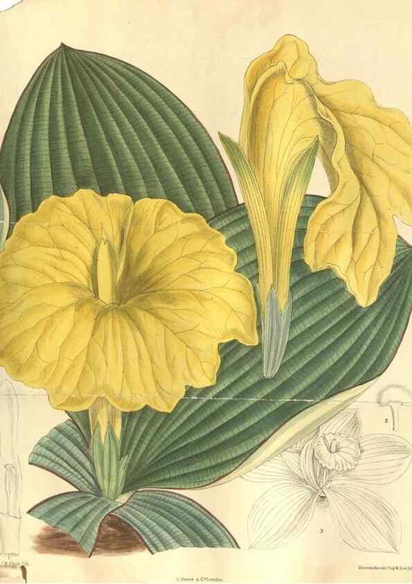Reproducción/Reproduction 35134305004: Curtis's botanical magazine.. London ; New York [etc.] :Academic Press [etc.]