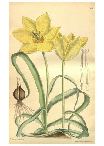 Reproducción/Reproduction 35803351542: Curtis's botanical magazine.. London ; New York [etc.] :Academic Press [etc.]