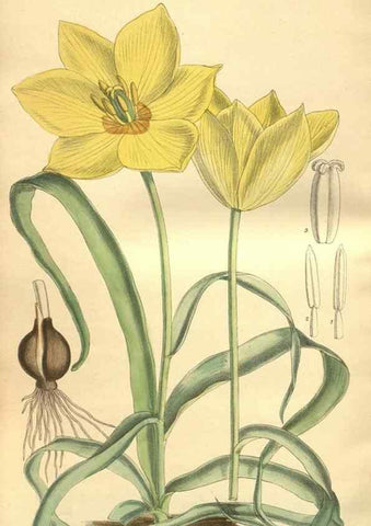 Reproducción/Reproduction 35803351542: Curtis's botanical magazine.. London ; New York [etc.] :Academic Press [etc.]