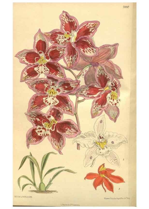 Reproducción/Reproduction 35803348872: Curtis's botanical magazine.. London ; New York [etc.] :Academic Press [etc.]