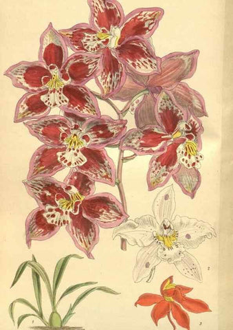 Reproducción/Reproduction 35803348872: Curtis's botanical magazine.. London ; New York [etc.] :Academic Press [etc.]
