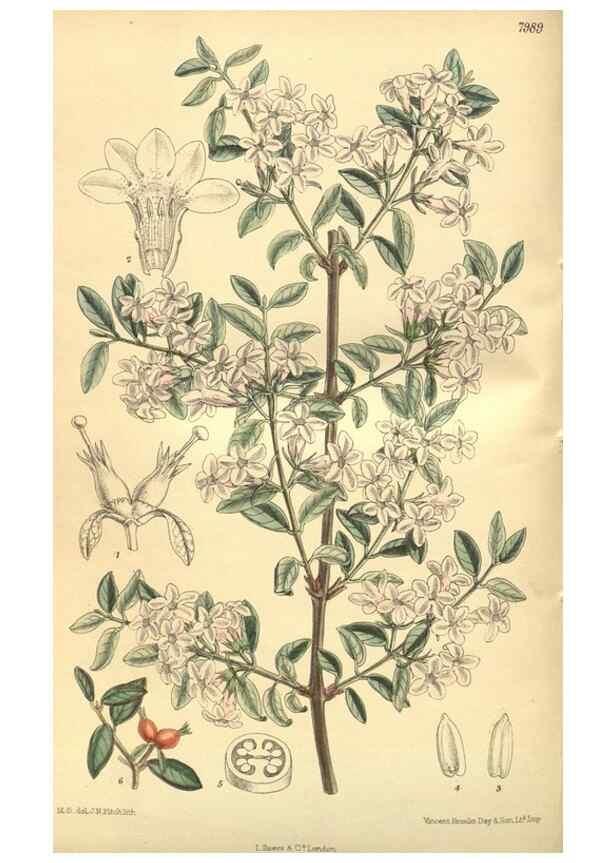 Reproducción/Reproduction 35803346212: Curtis's botanical magazine.. London ; New York [etc.] :Academic Press [etc.]