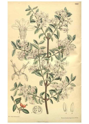 Reproducción/Reproduction 35803346212: Curtis's botanical magazine.. London ; New York [etc.] :Academic Press [etc.]