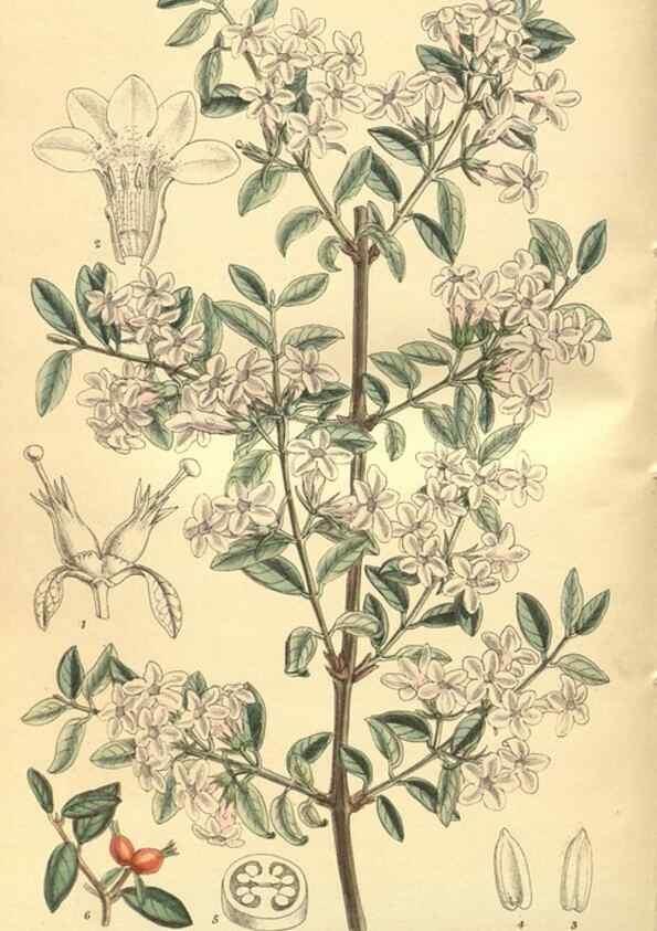 Reproducción/Reproduction 35803346212: Curtis's botanical magazine.. London ; New York [etc.] :Academic Press [etc.]