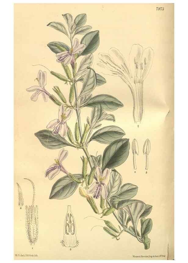 Reproducción/Reproduction 35164055023: Curtis's botanical magazine.. London ; New York [etc.] :Academic Press [etc.]