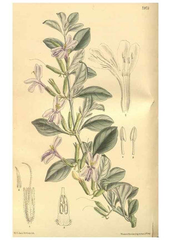 Reproducción/Reproduction 35164055023: Curtis's botanical magazine.. London ; New York [etc.] :Academic Press [etc.]