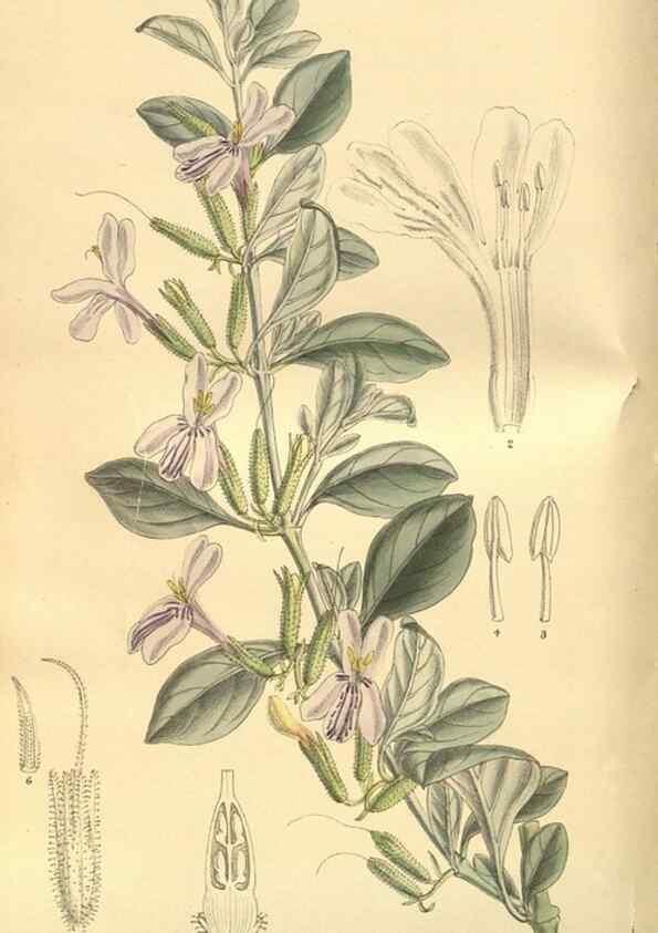 Reproducción/Reproduction 35164055023: Curtis's botanical magazine.. London ; New York [etc.] :Academic Press [etc.]