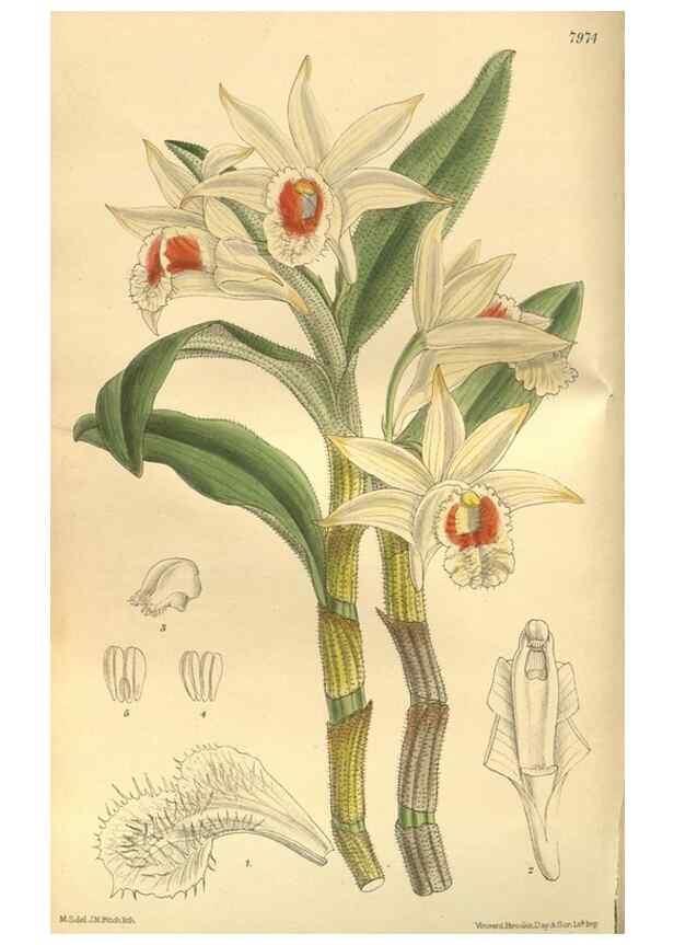Reproducción/Reproduction 35164057713: Curtis's botanical magazine.. London ; New York [etc.] :Academic Press [etc.]
