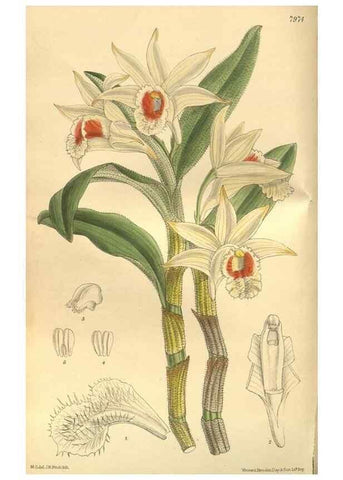 Reproducción/Reproduction 35164057713: Curtis's botanical magazine.. London ; New York [etc.] :Academic Press [etc.]