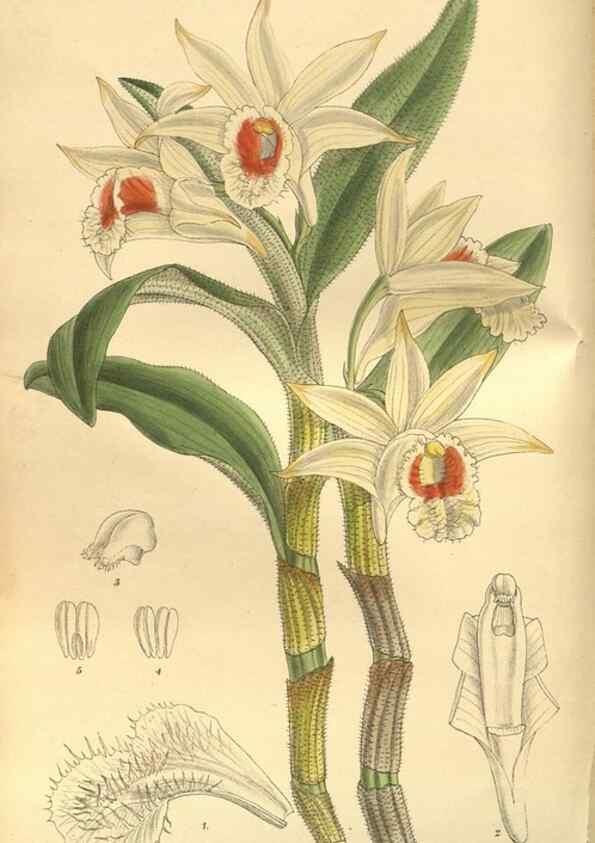 Reproducción/Reproduction 35164057713: Curtis's botanical magazine.. London ; New York [etc.] :Academic Press [etc.]