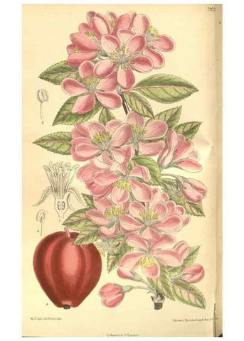 Reproducción/Reproduction 35164059853: Curtis's botanical magazine.. London ; New York [etc.] :Academic Press [etc.]