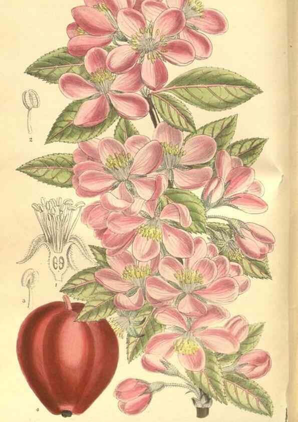 Reproducción/Reproduction 35164059853: Curtis's botanical magazine.. London ; New York [etc.] :Academic Press [etc.]