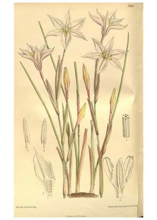 Reproducción/Reproduction 35164062083: Curtis's botanical magazine.. London ; New York [etc.] :Academic Press [etc.]