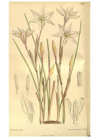 Reproducción/Reproduction 35164062083: Curtis's botanical magazine.. London ; New York [etc.] :Academic Press [etc.]