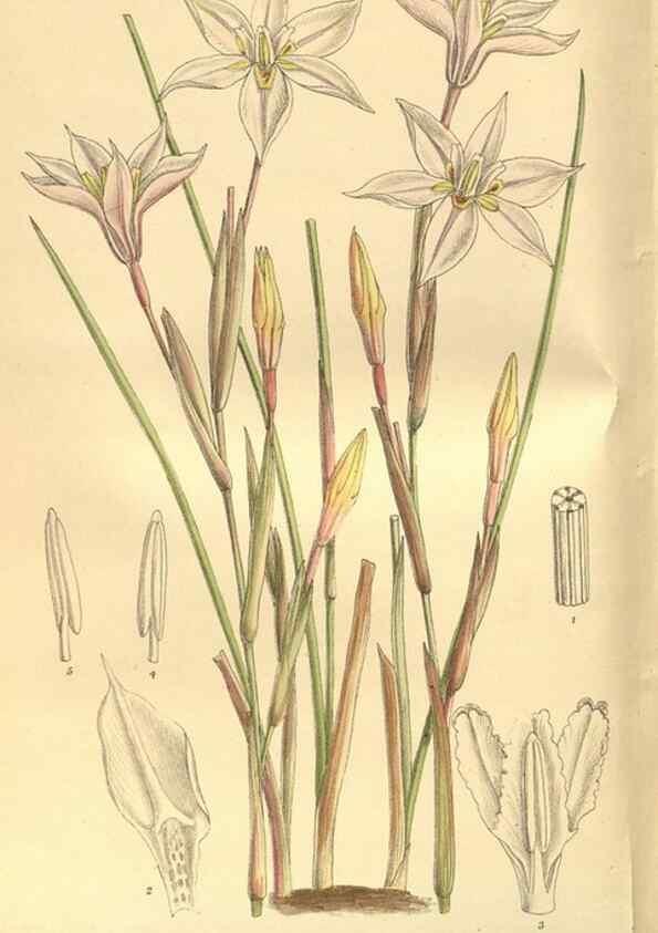 Reproducción/Reproduction 35164062083: Curtis's botanical magazine.. London ; New York [etc.] :Academic Press [etc.]